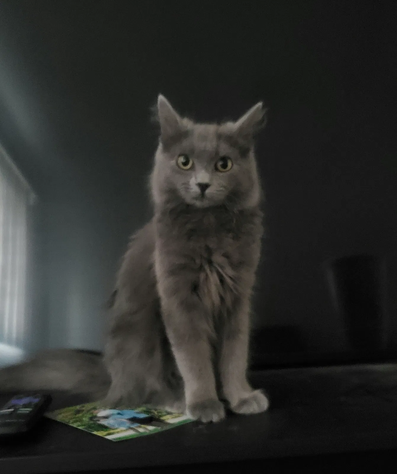 Lost cat in Costa Mesa, CA, 92626