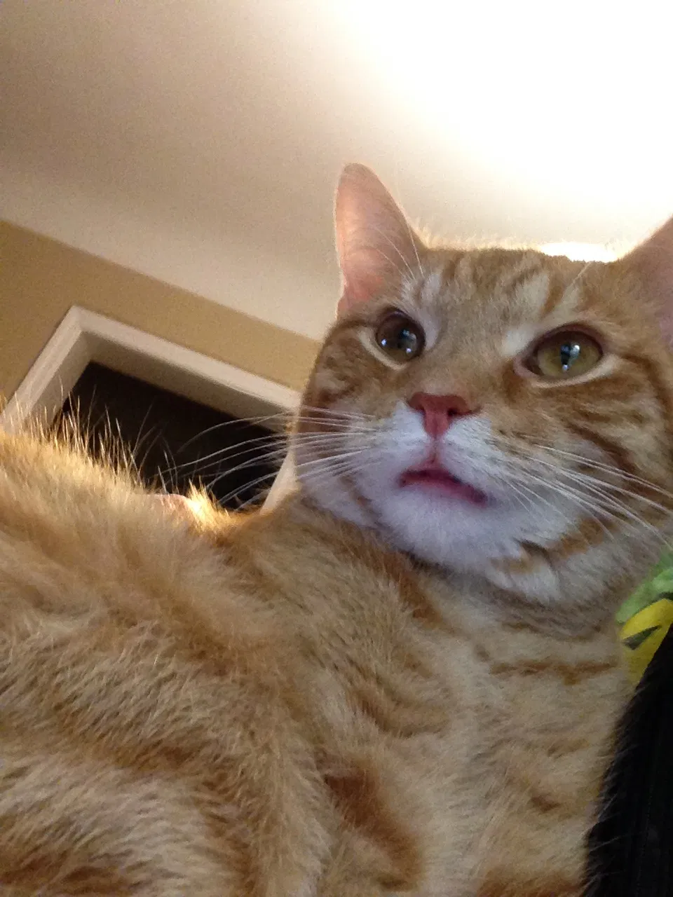 Lost cat in Cincinnati, OH, 45236
