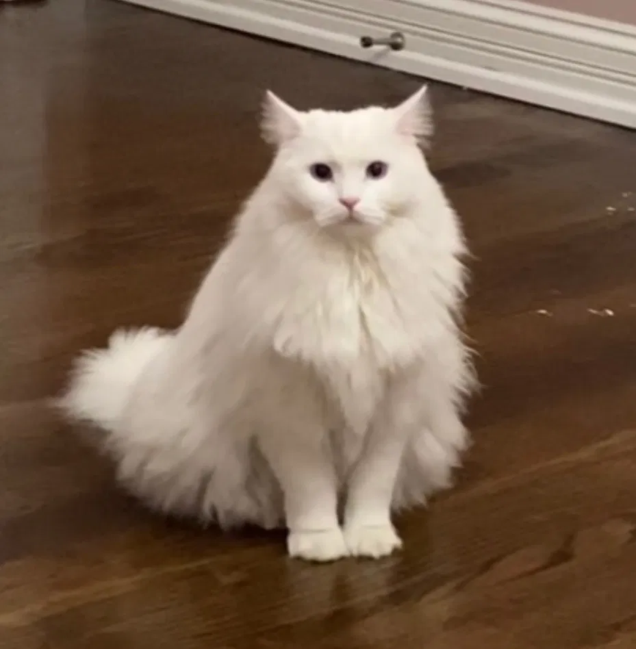 Lost cat in Willowbrook, IL, 60527