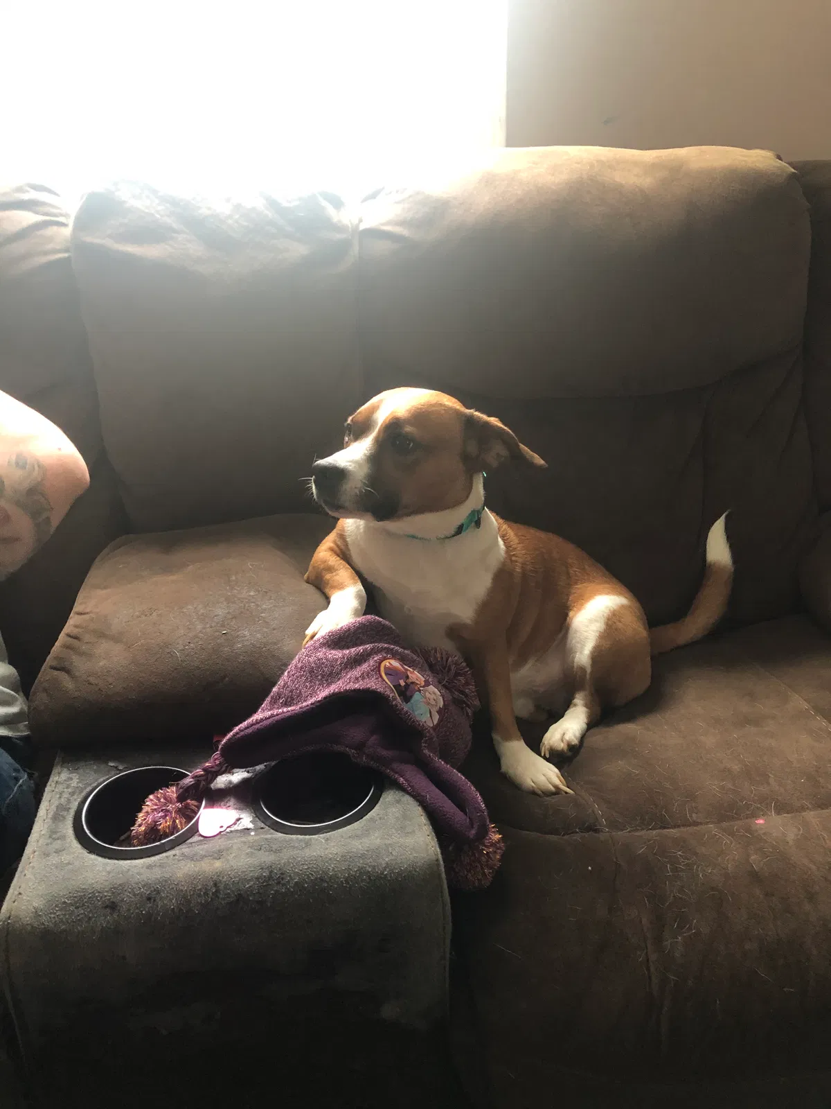 Lost dog in Asheville, NC, 28806