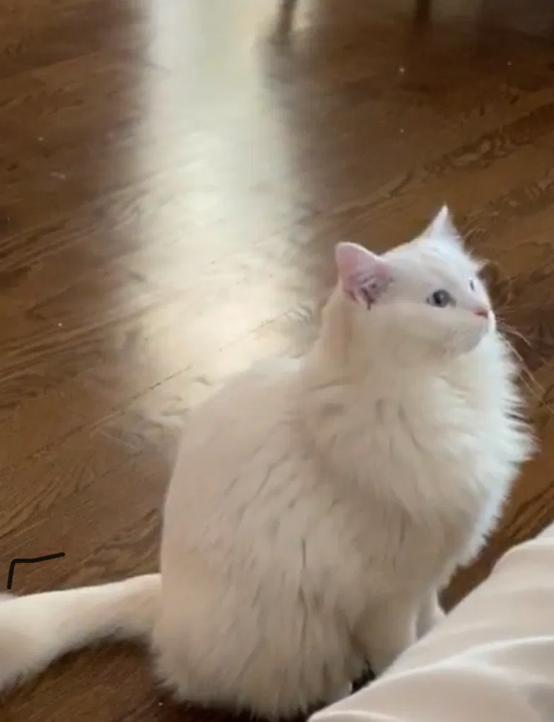 Lost cat in Willowbrook, IL, 60527