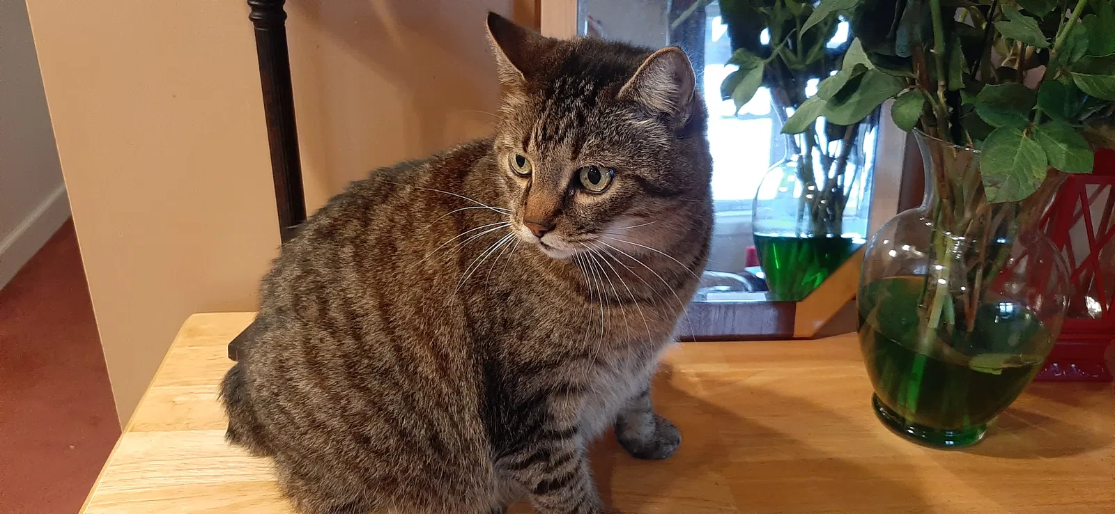 Lost cat in Fairview, NC, 28730