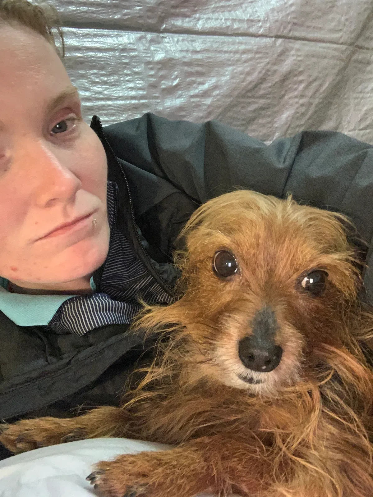 Lost dog in Springfield, MO, 65802