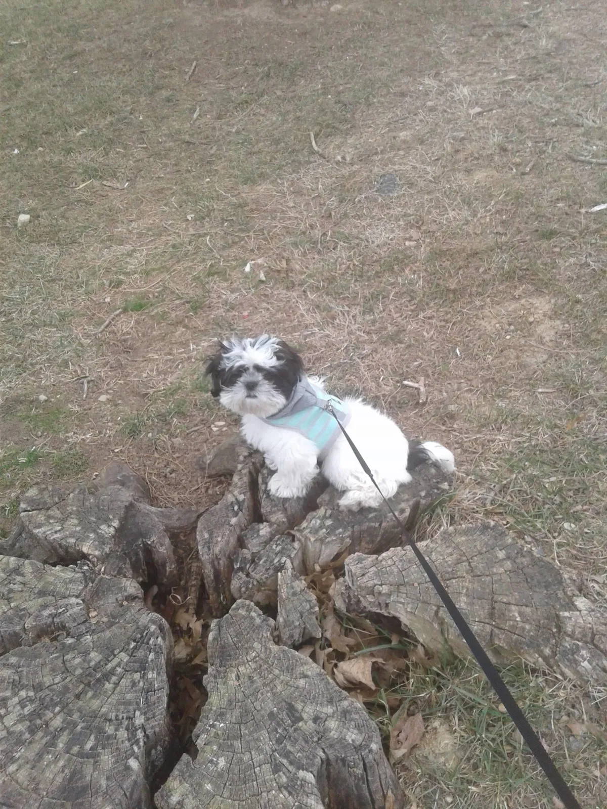 Lost dog in Buffalo, NY, 14211
