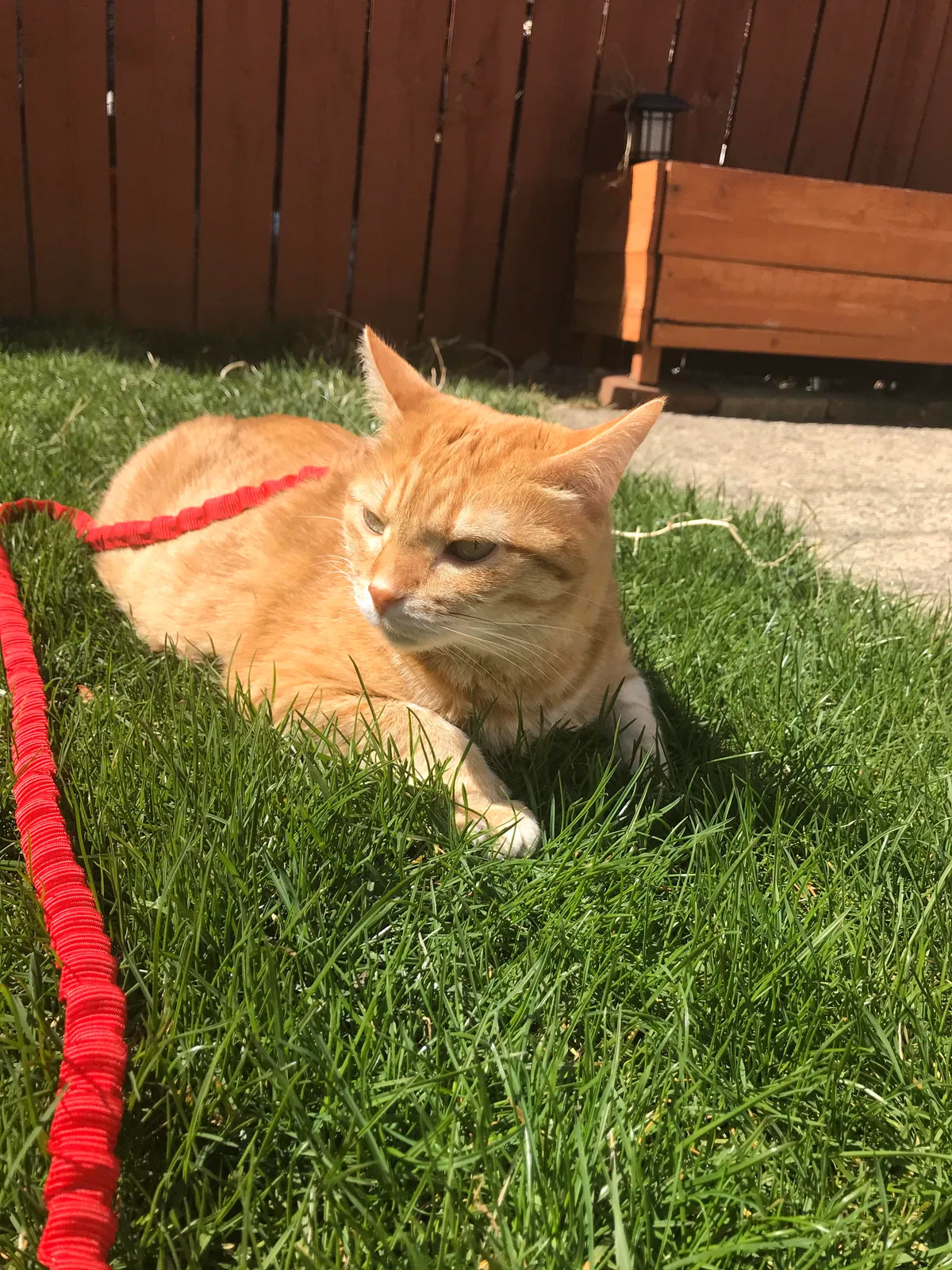 Lost cat in Chicago, IL, 60651