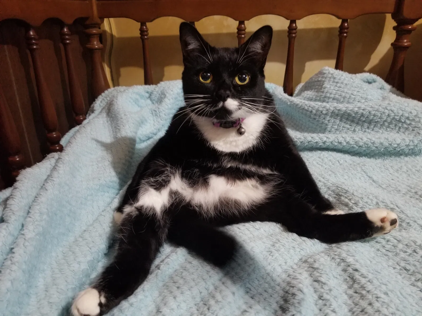 Lost cat in Loveland, OH, 45140