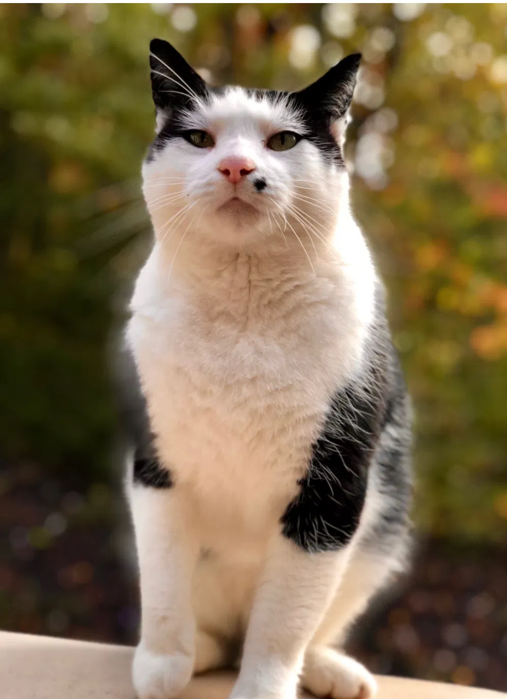 Lost cat in Candler, NC, 28715