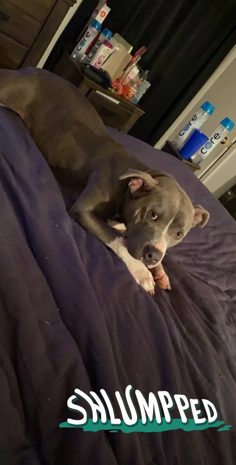 Lost dog in Shreveport, LA, 71108