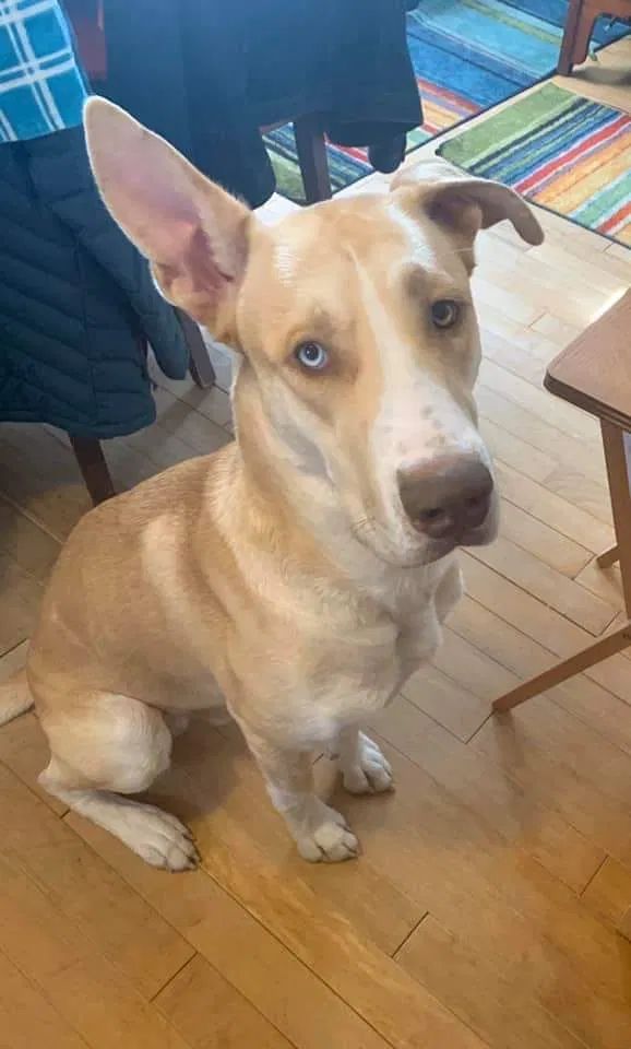 Lost dog in Greensboro, NC, 27417