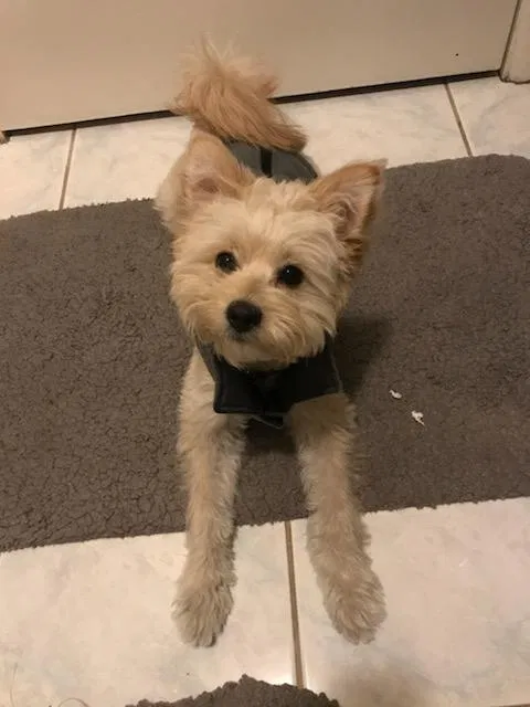 Lost dog in Panorama City, CA, 91402