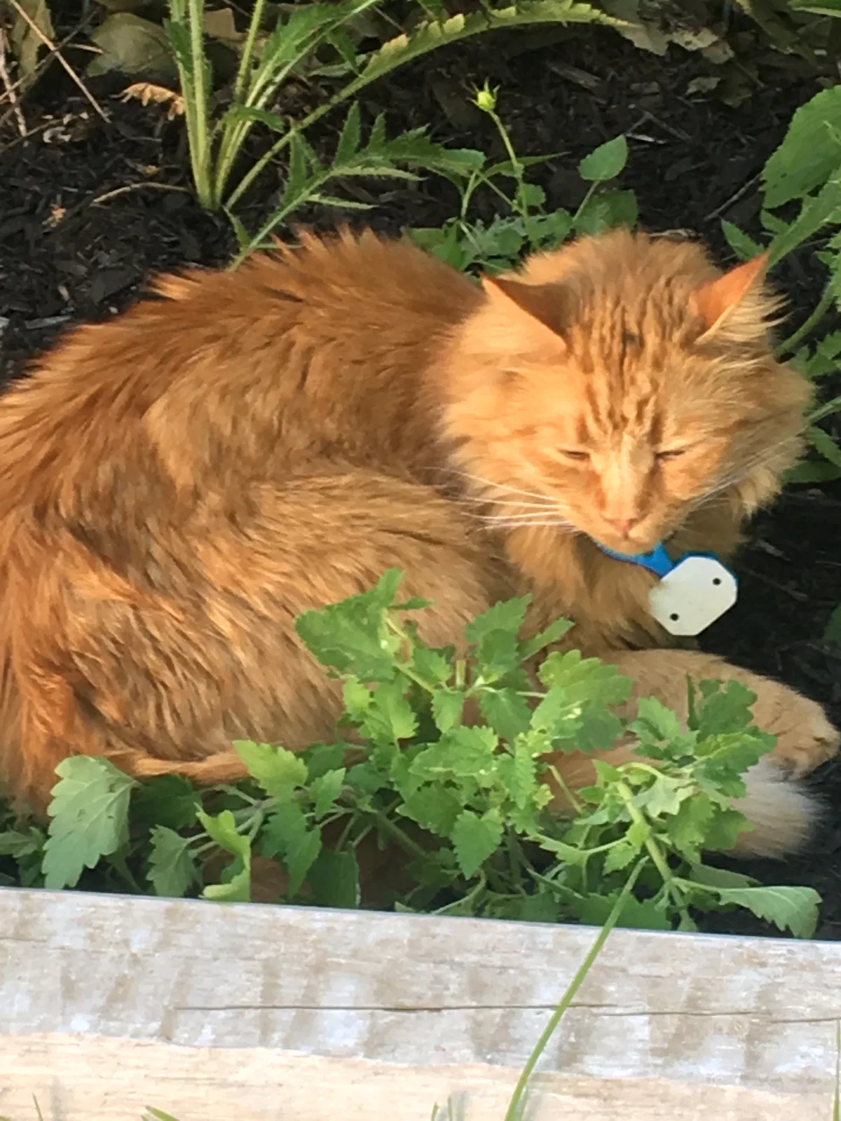 Lost cat in Buffalo, NY, 14225