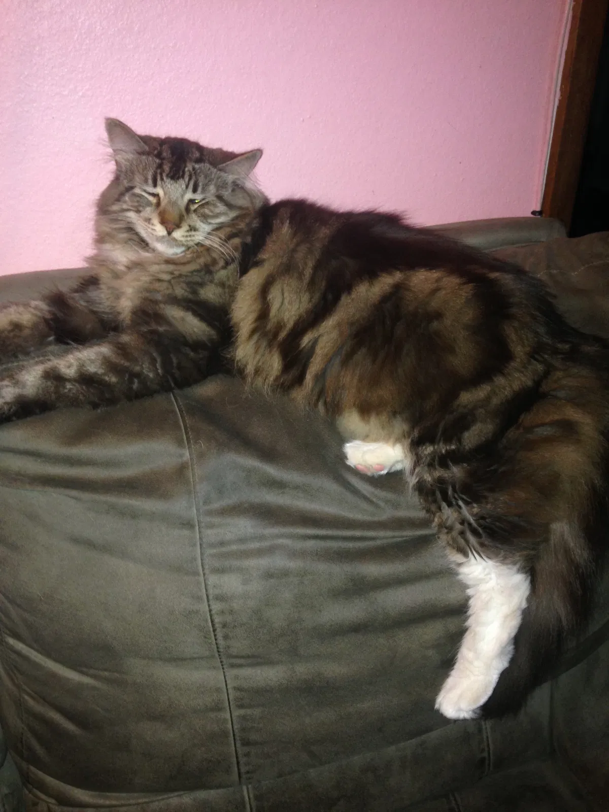 Lost cat in Scottsdale, AZ, 85250