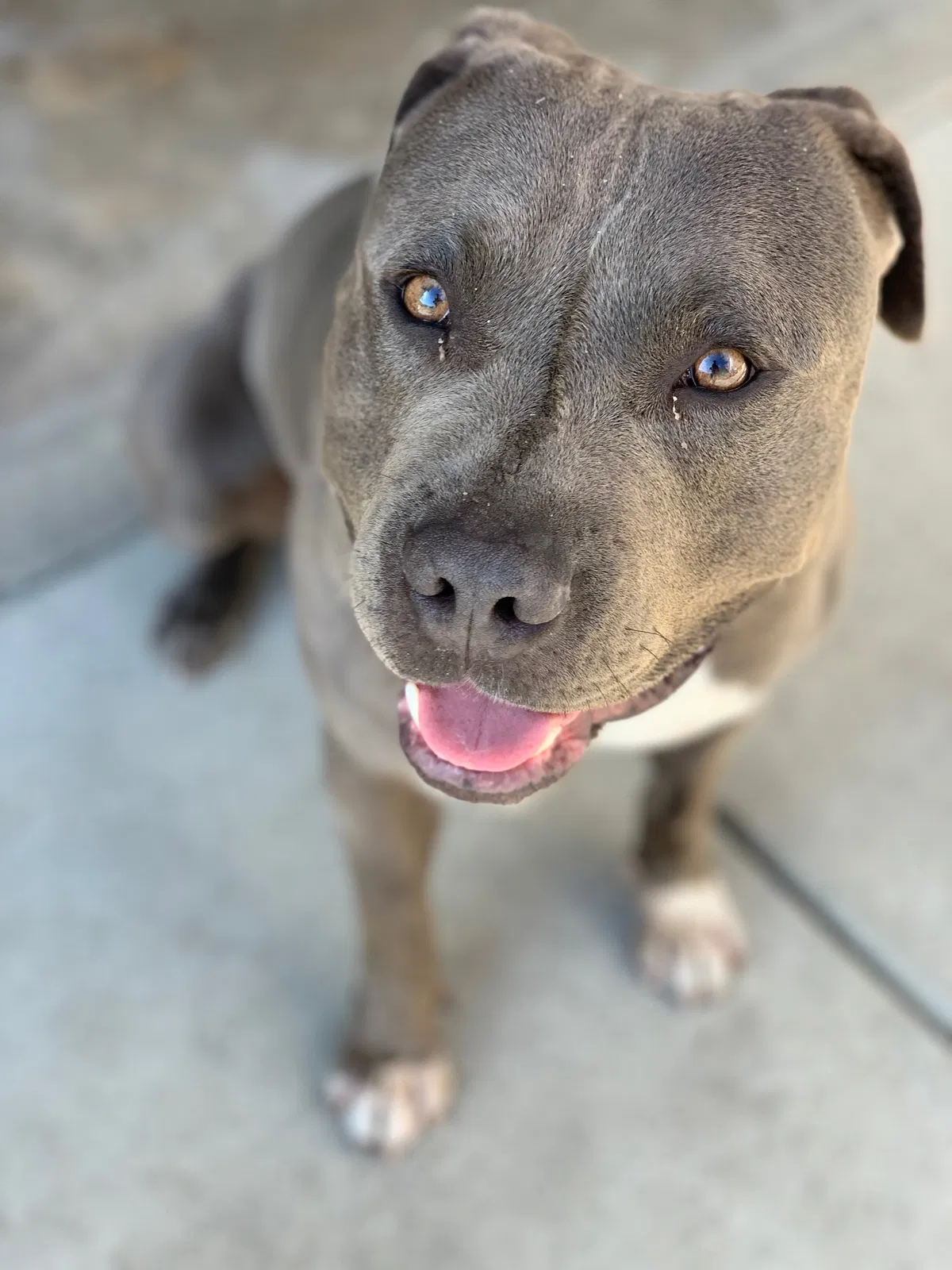 Lost dog in Norwalk, CA, 90650