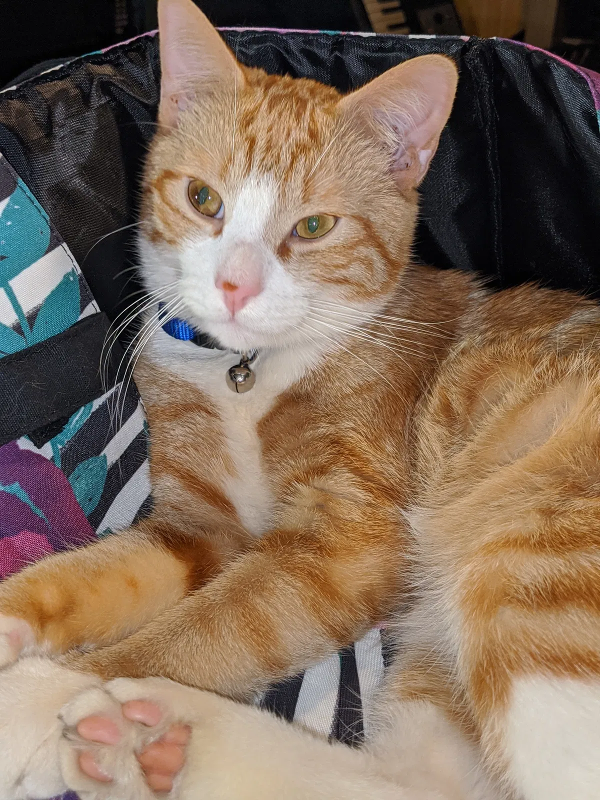 Lost cat in Mosheim, TN, 37818