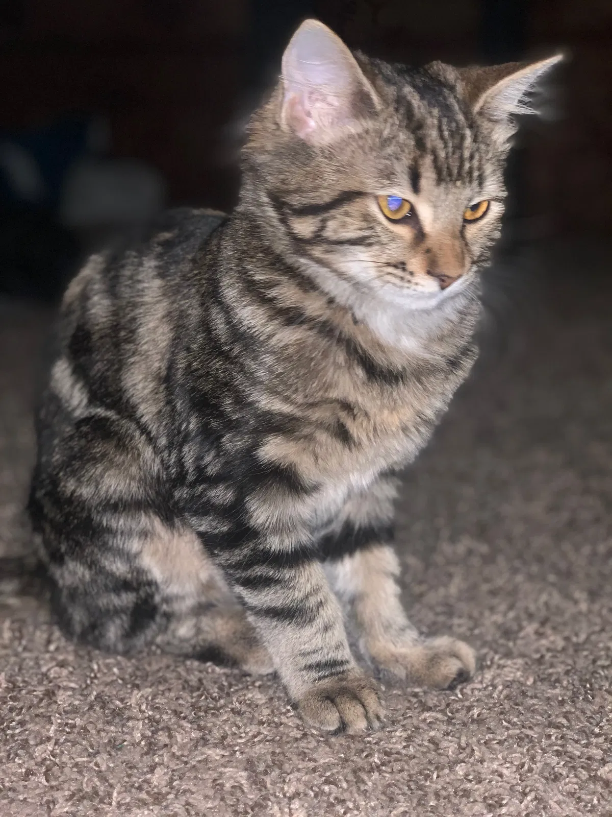 Lost cat in Columbia, SC, 29223
