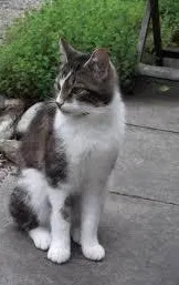 Lost cat in Ormond Beach, FL, 32174