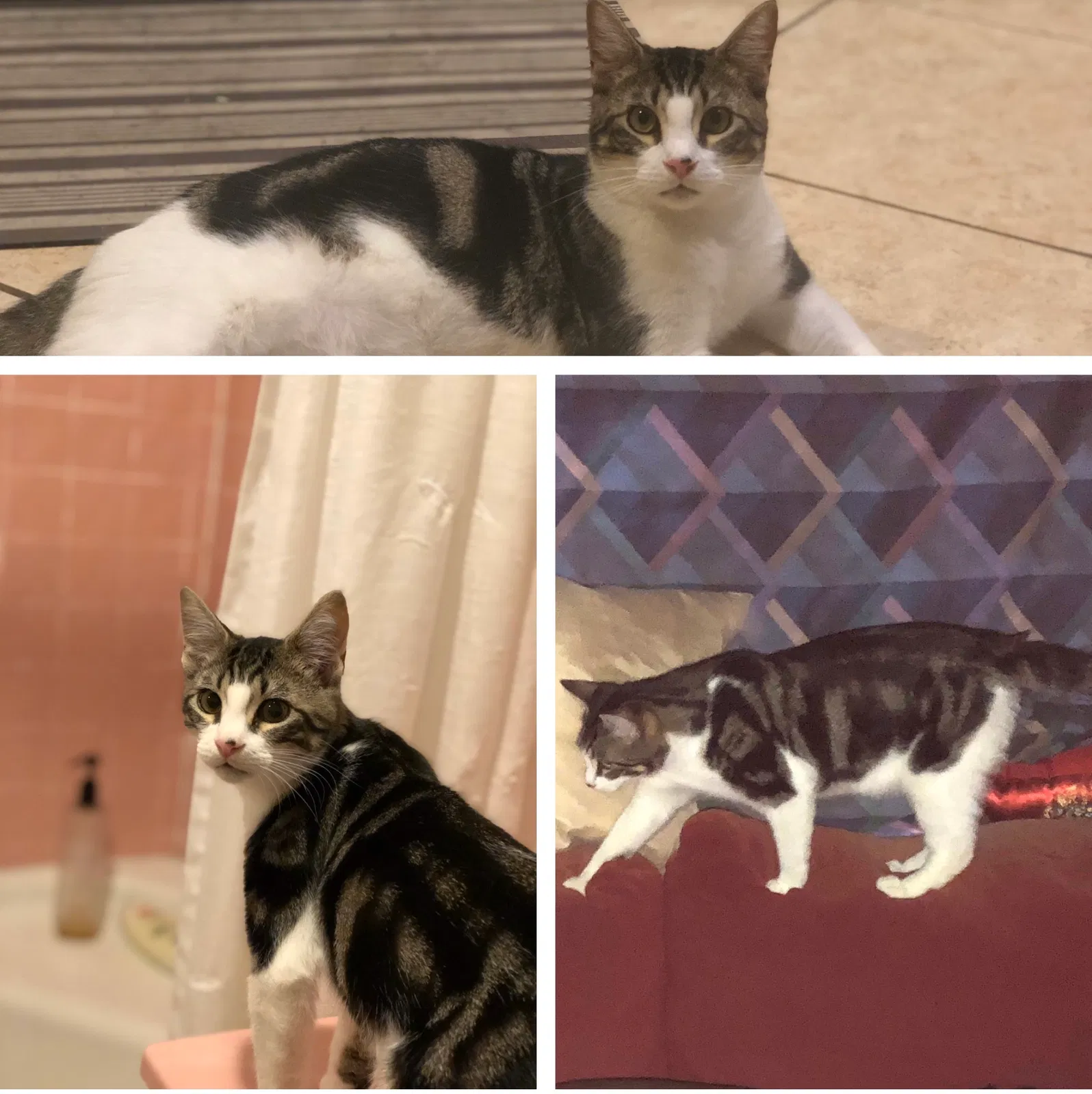 Lost cat in Mobile, AL, 36617