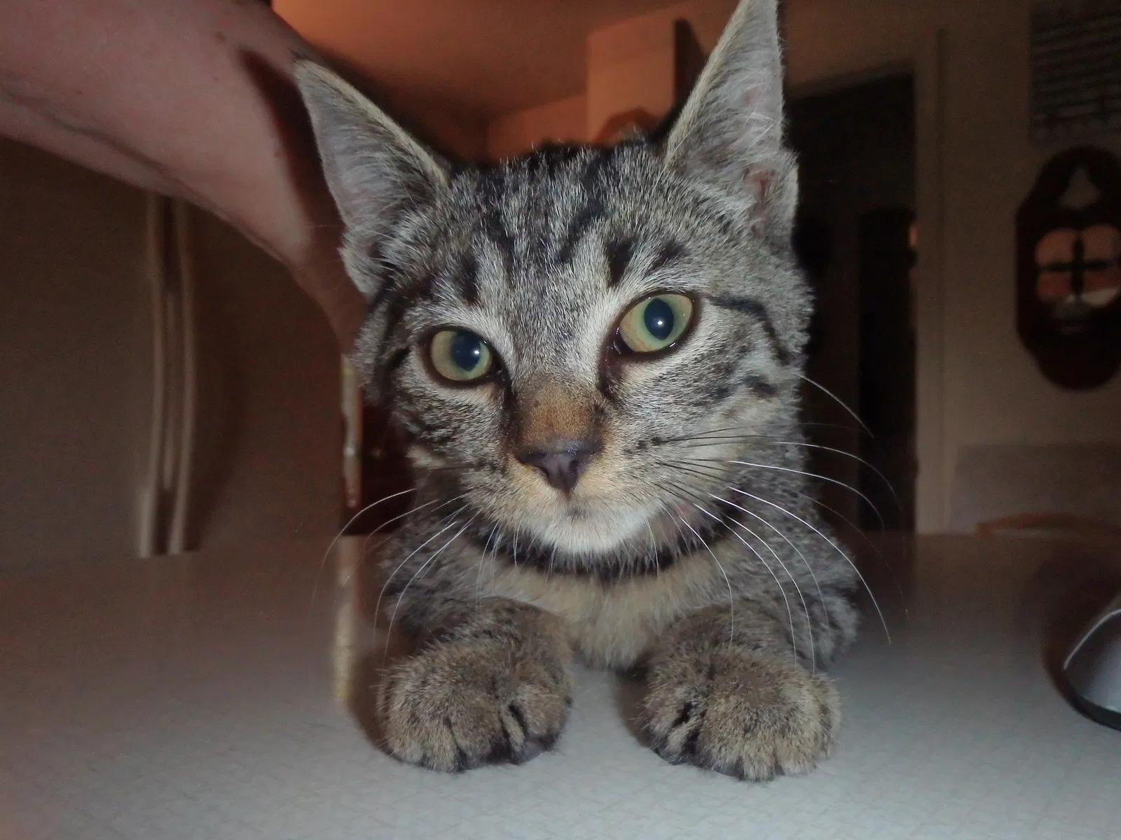 Lost cat in Cleveland, OH, 44134