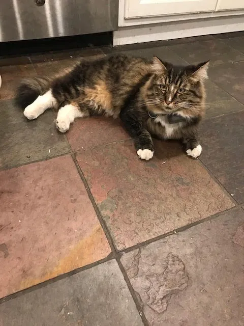 Lost cat in Concord, CA, 94519
