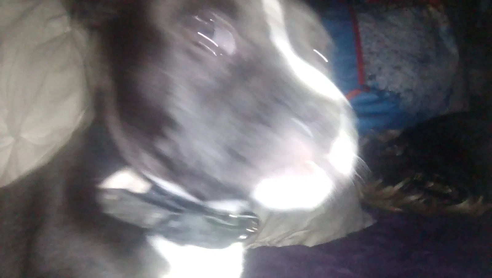 Lost dog in Bakersfield, CA, 93309