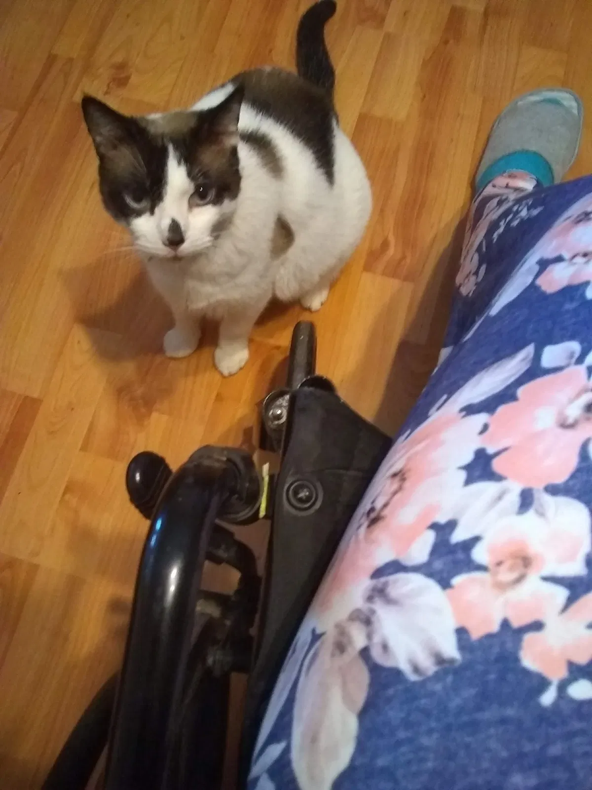 Lost cat in Skiatook, OK, 74070