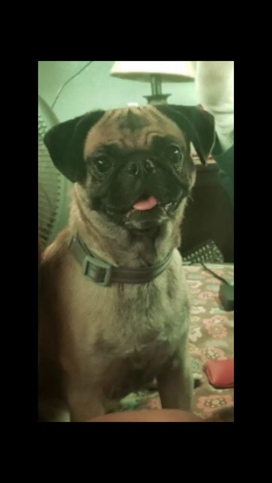 Lost dog in Los Angeles, CA, 90006