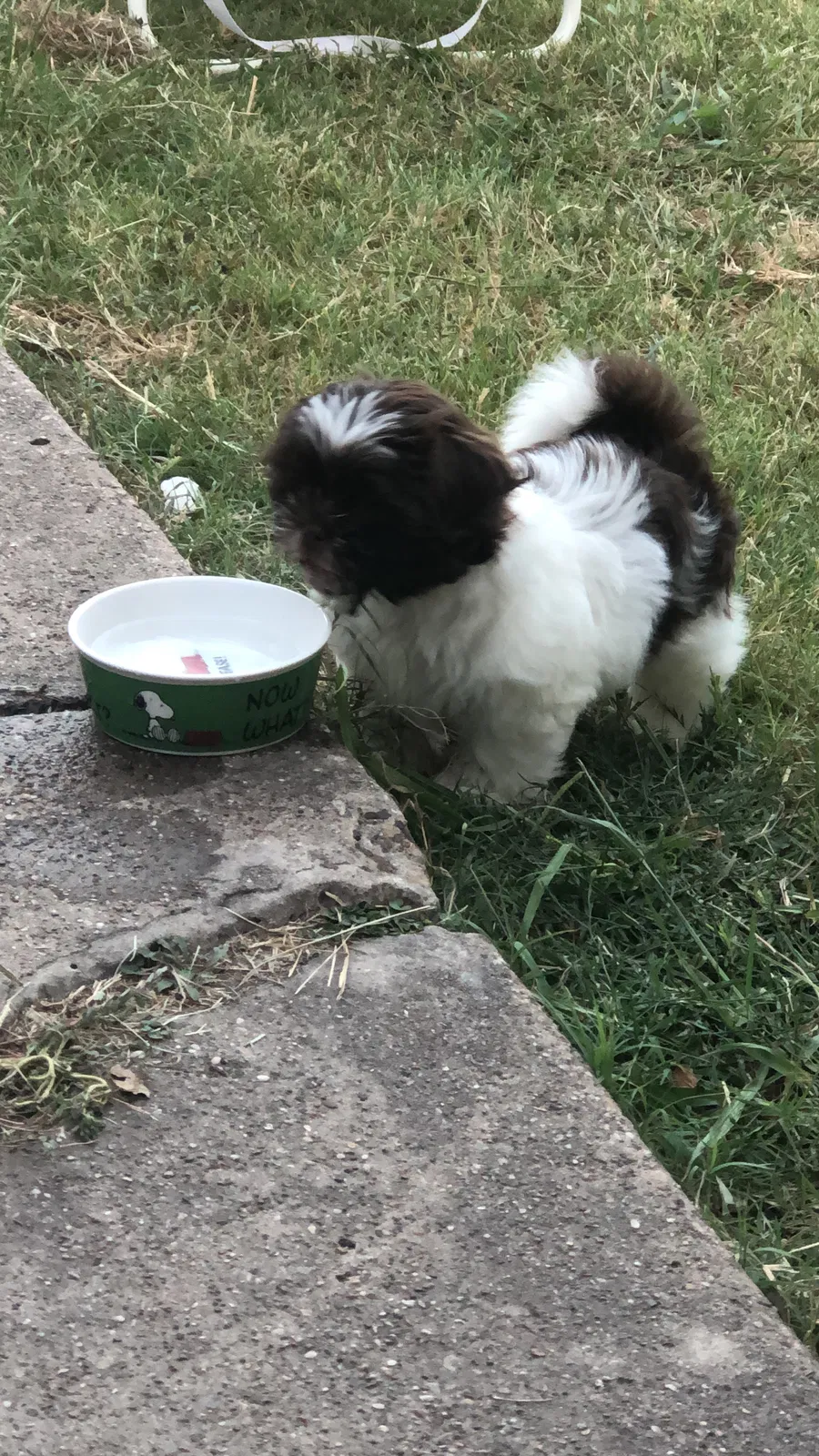 Lost dog in Dallas, TX, 75220