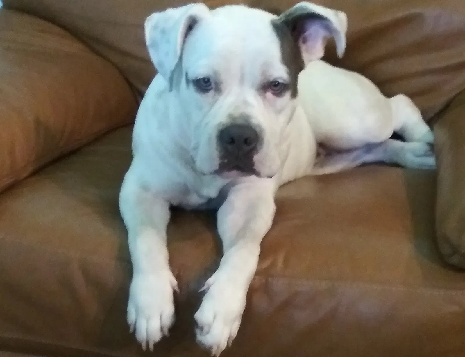 Lost dog in Homestead, FL, 33032