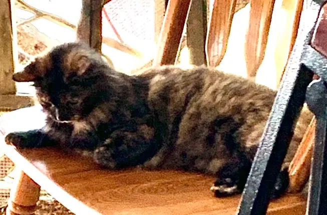 Lost cat in Zachary, LA, 70791