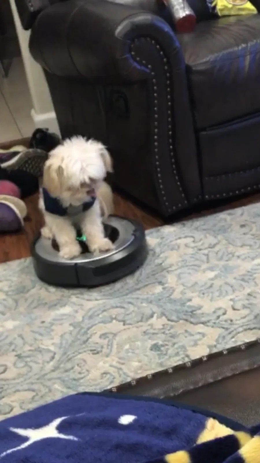 Lost dog in Riverside, CA, 92505