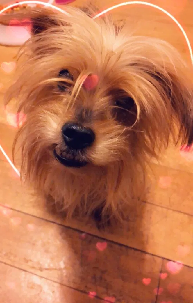Lost dog in Hyattsville, MD, 20781