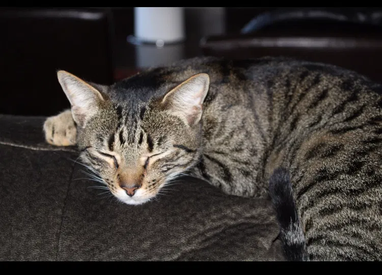Lost cat in Joshua, TX, 76058