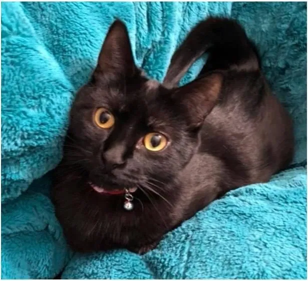 Lost cat in Minneapolis, MN, 55419