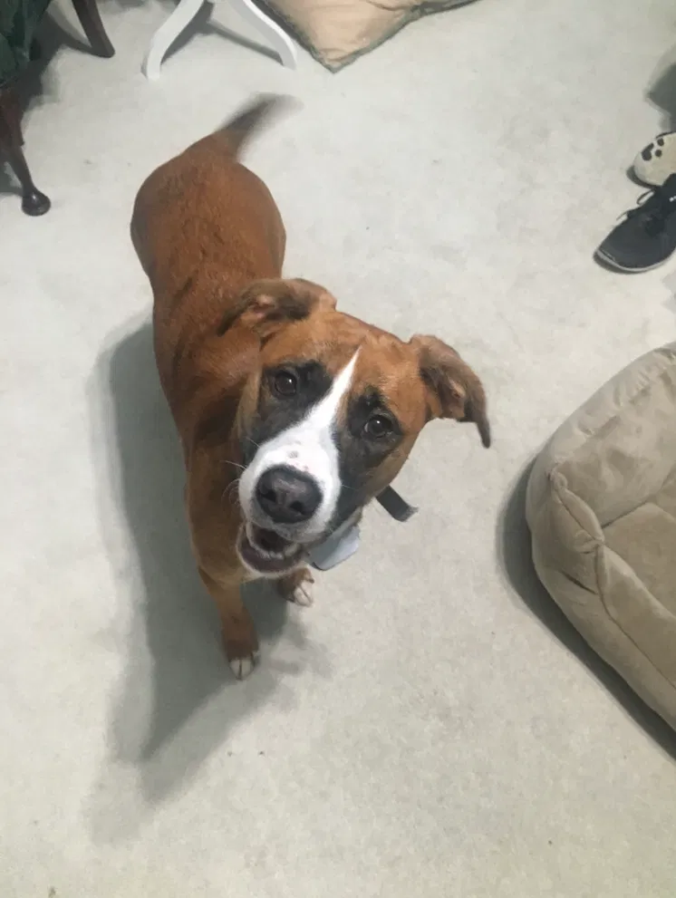 Lost dog in Clinton, SC, 29325