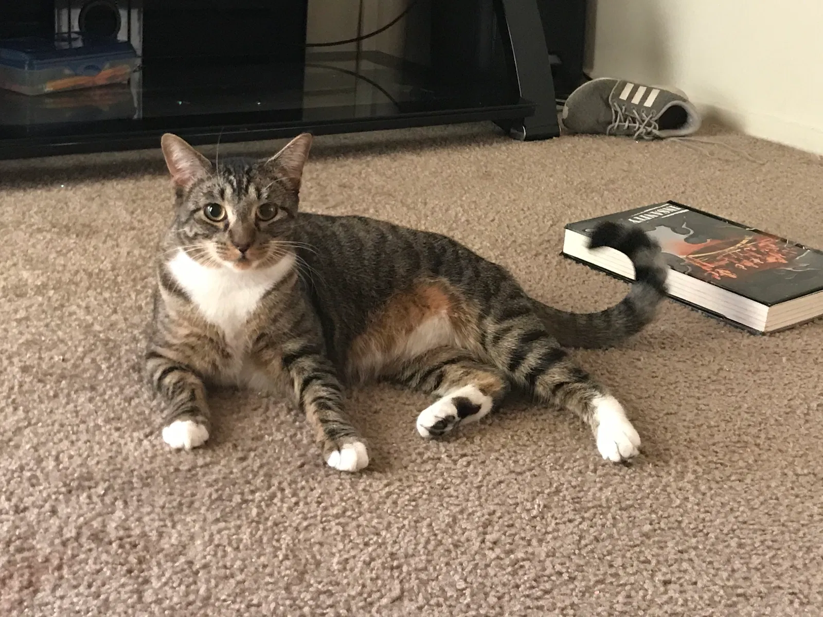 Lost cat in Lewisville, TX, 75067