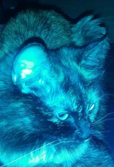 Lost cat in Albuquerque, NM, 87123