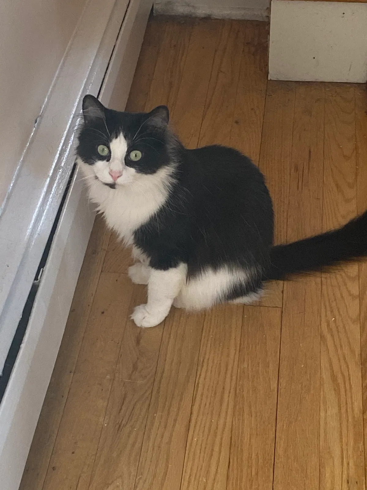 Lost cat in Trenton, NJ, 8619