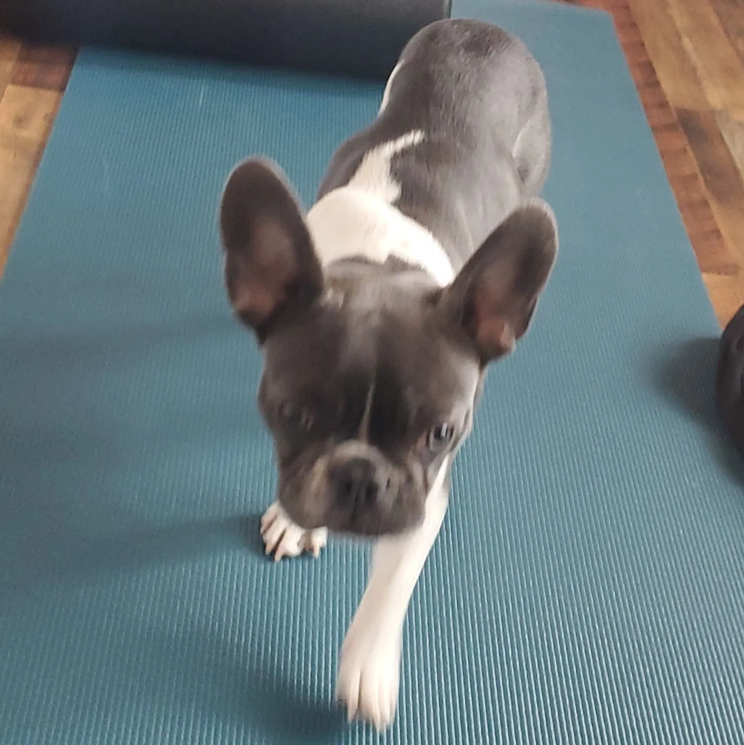 Lost dog in Denver, CO, 80221