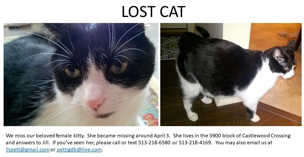 Lost cat in Milford, OH, 45150