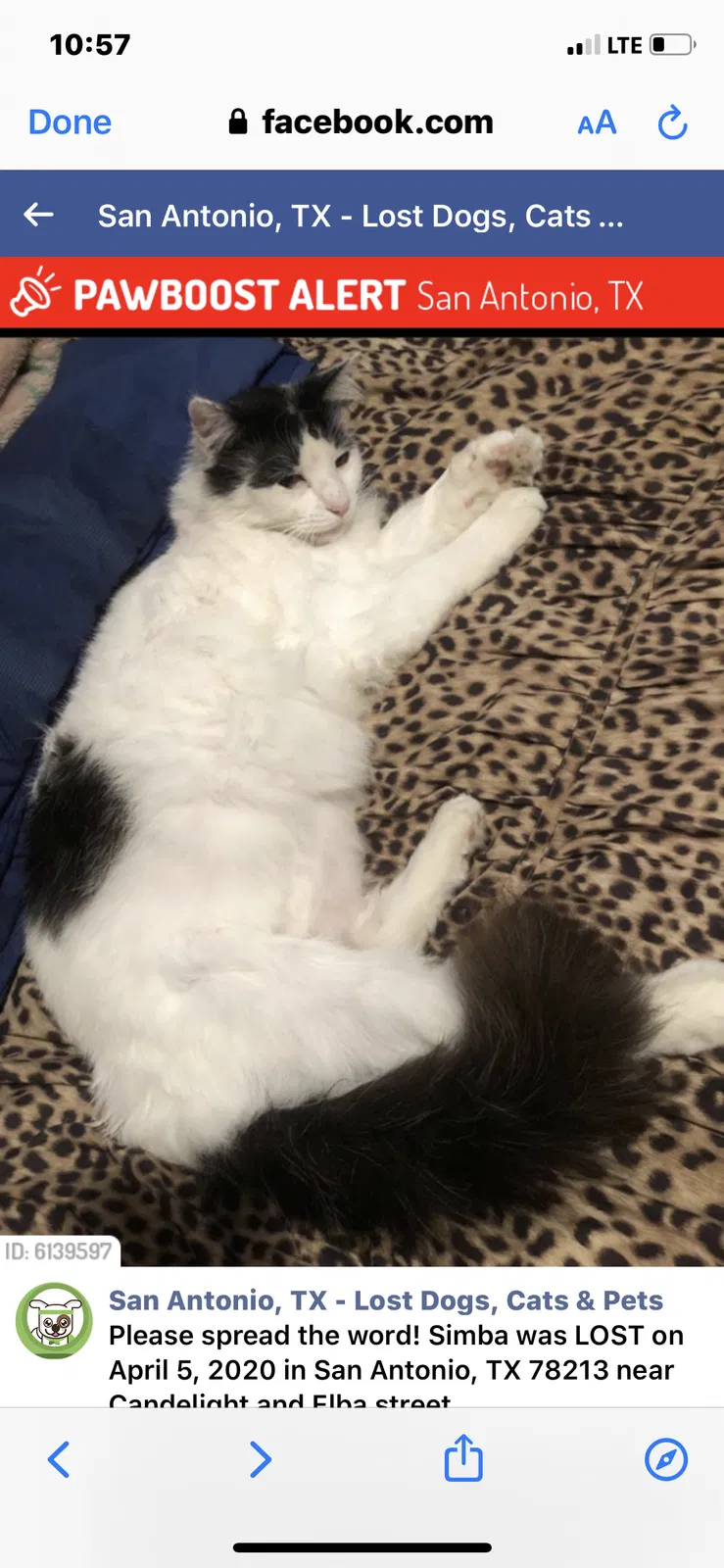 Lost cat in San Antonio, TX, 78213