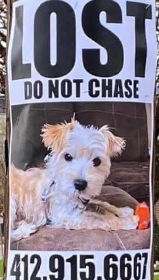 Lost dog in West Elizabeth, PA, 15088