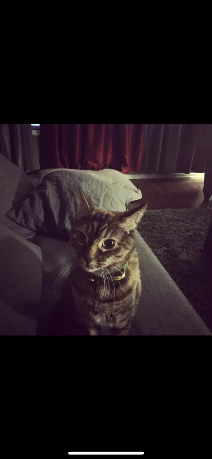 Lost cat in Vancouver, WA, 98661