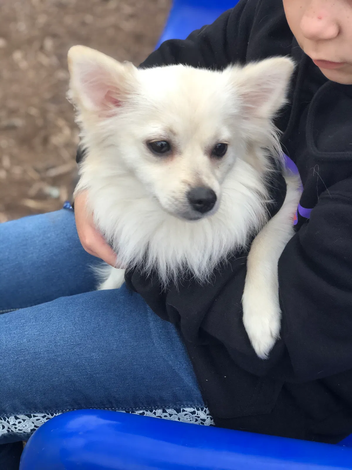 Lost dog in Winston Salem, NC, 27106