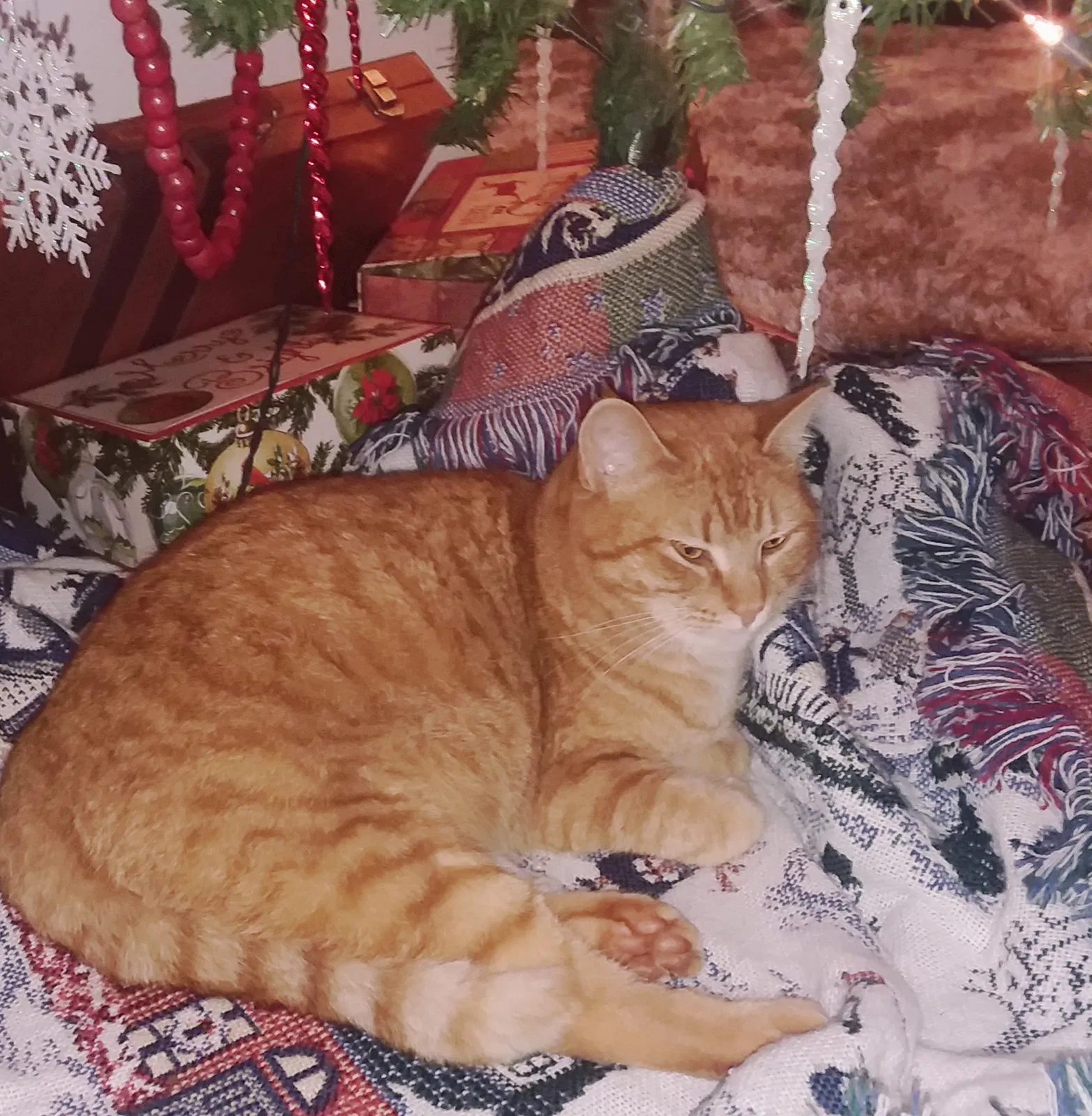Lost cat in Greenville, SC, 29605