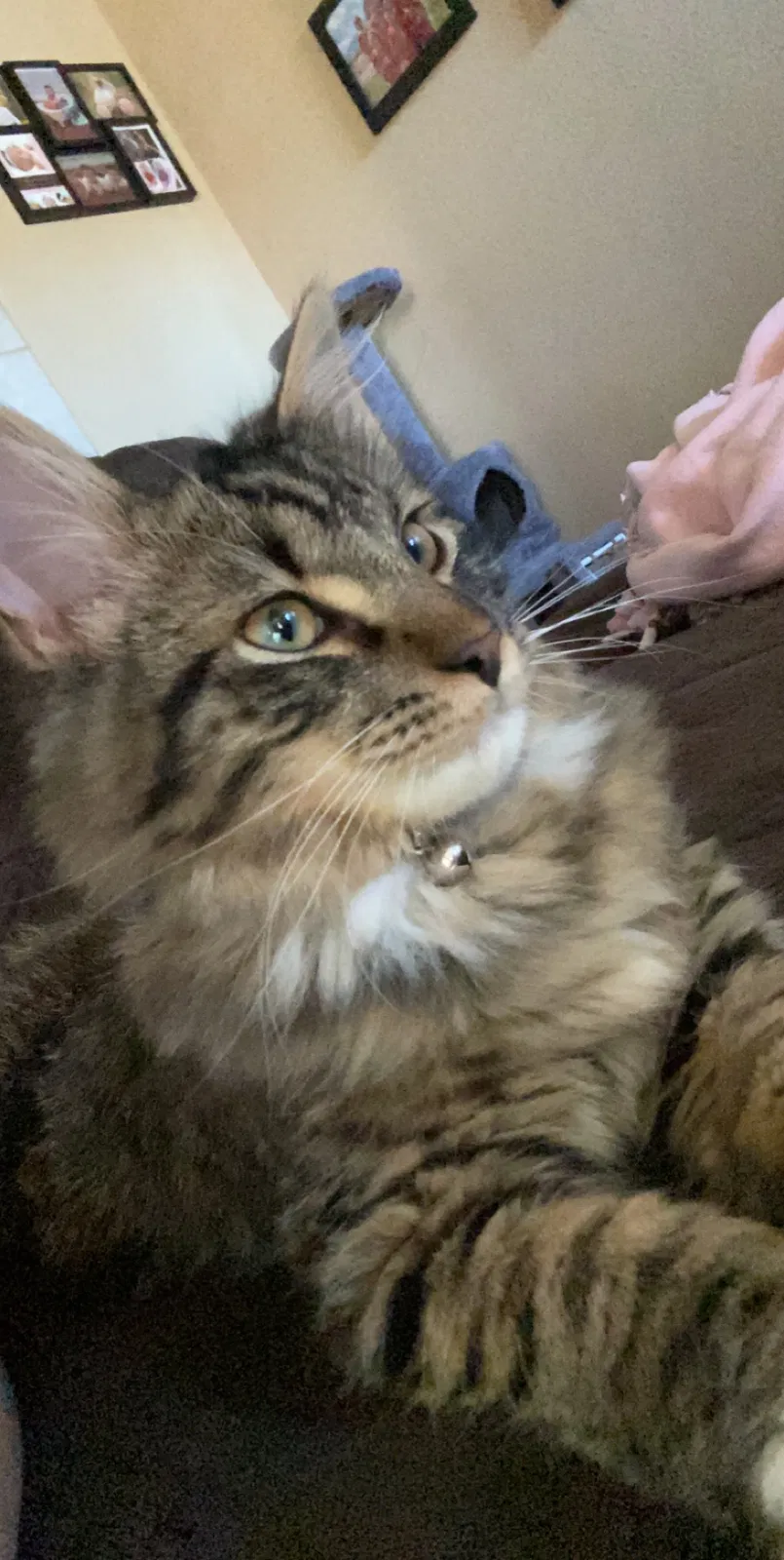 Lost cat in Albuquerque, NM, 87121