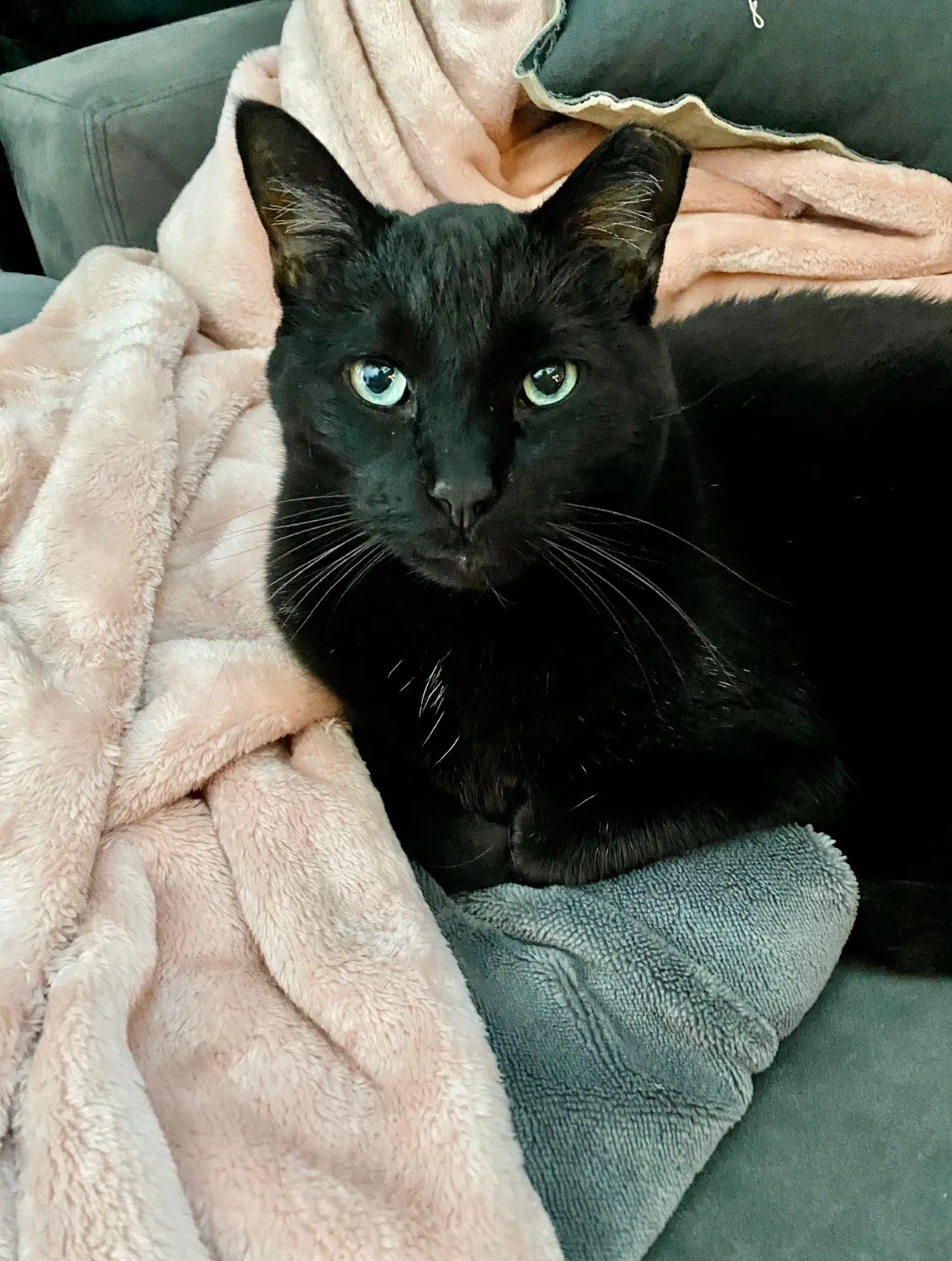 Lost cat in Chicago, IL, 60622