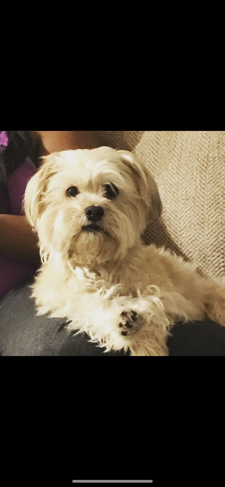 Lost dog in Richmond, VA, 23225