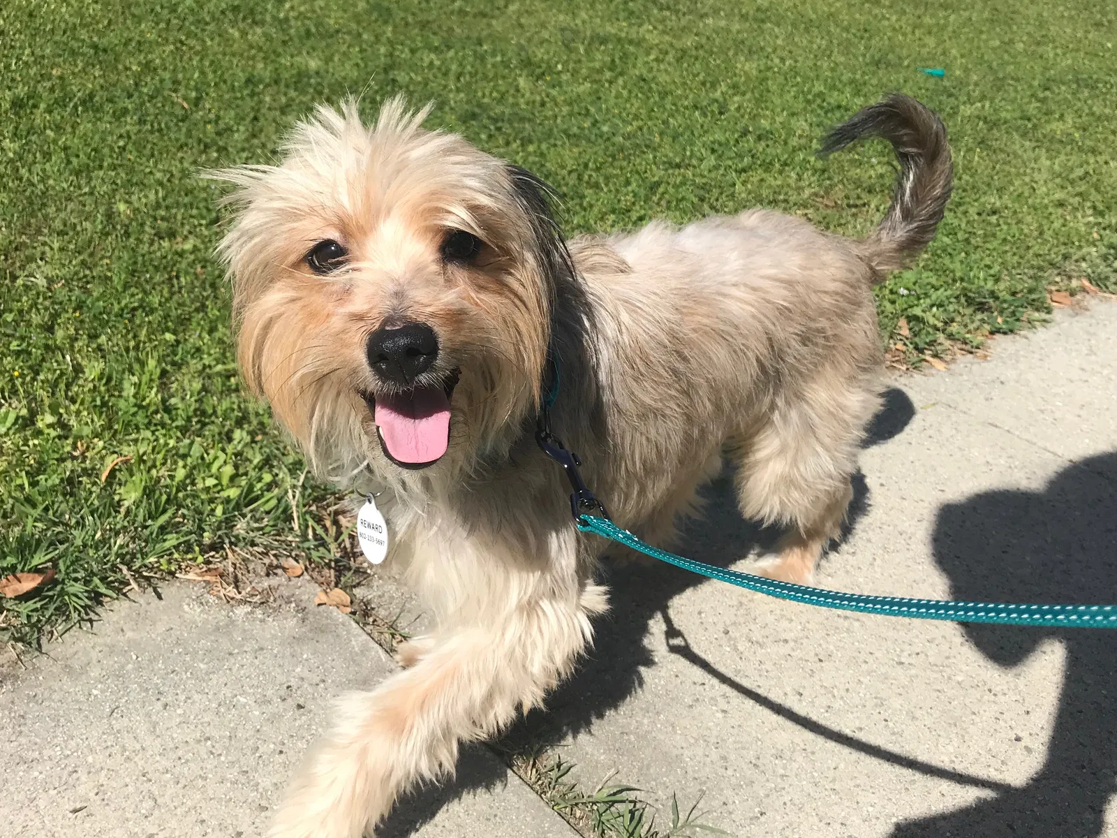 Lost dog in Los Angeles, CA, 90026