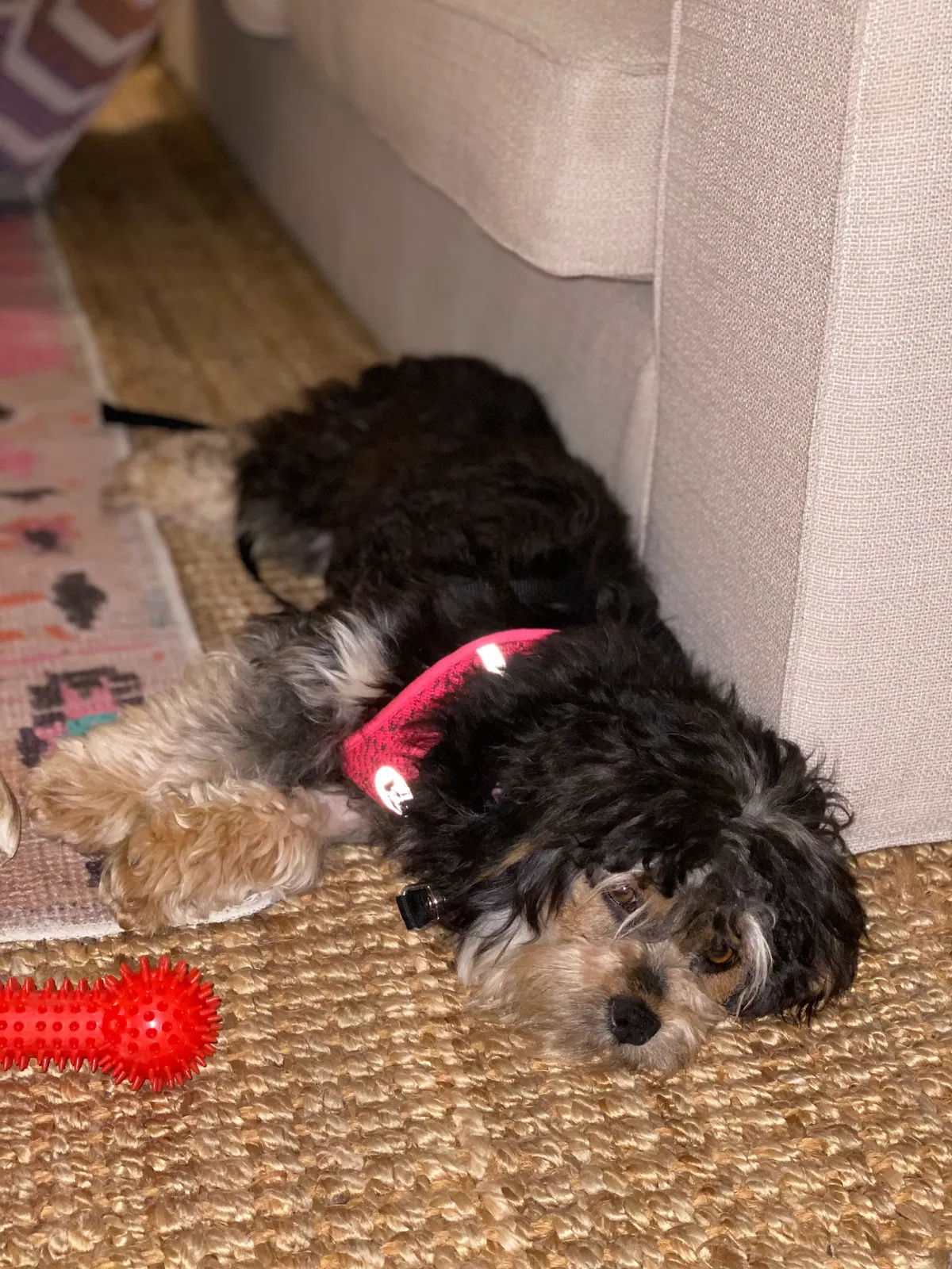 Lost dog in Santa Monica, CA, 90405