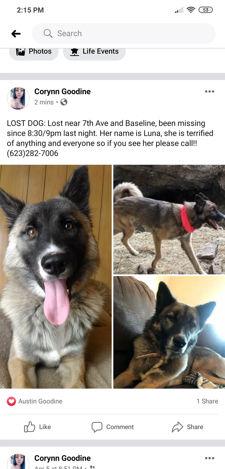 Lost dog in Phoenix, AZ, 85042